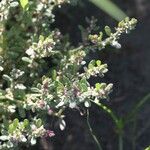 Polygonum plebeium Plante entière