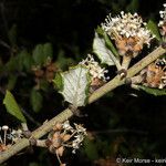 Ceanothus crassifolius Агульны выгляд