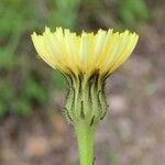 Hypochaeris maculata Цветок
