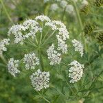 Oenanthe crocata 花