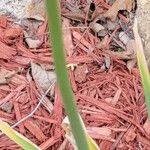 Allium pyrenaicum Cvet