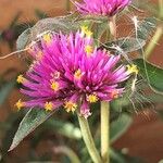 Gomphrena globosa Характер