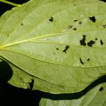 Piper crassinervium Leaf