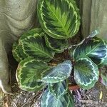 Calathea roseopicta Hoja