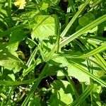 Youngia japonica Leaf