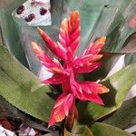 Vriesea splendens Kwiat