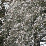 Retama raetam Fleur