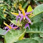 Solanum subinerme Blüte