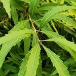 Lomatia fraseri Leaf