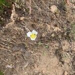 Calochortus leichtlinii Flower