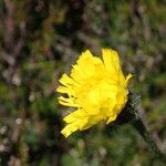 Hypochaeris maculata Flor