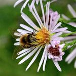 Symphyotrichum lanceolatum Floare