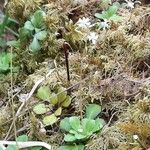 Saxifraga cuneifolia Habitus