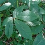 Aesculus parviflora Leaf