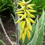 Aloe striatula Blomma