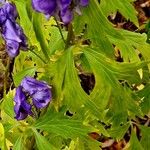 Aconitum variegatum Leaf