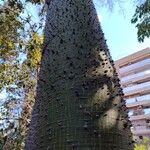 Ceiba speciosa പുറംതൊലി