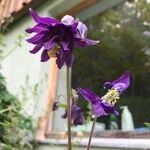 Aquilegia alpinaFlower