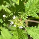 Lycopus europaeus Flower