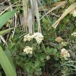 Syzygium rhopalanthum Habitat