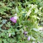 Campanula mediumFlor