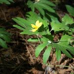 Viola lobata Hábito