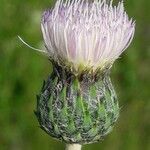 Tyrimnus leucographus Flower