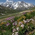 Primula auriculata Hábito