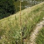 Verbascum thapsusCvet