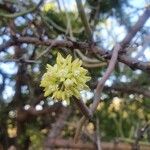 Cynanchum viminale Flower