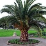 Phoenix canariensis പുറംതൊലി