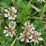 Trifolium occidentale പുഷ്പം