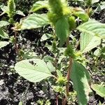 Amaranthus tortuosus 葉