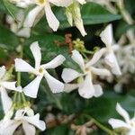 Trachelospermum jasminoidesFlower