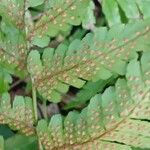 Dryopteris erythrosora Fruit