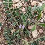 Astragalus sesameus Кора