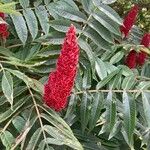 Rhus typhinaBlüte