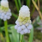 Muscari aucheri Kvet