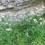 Thalictrum aquilegiifolium Агульны выгляд