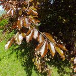 Fagus grandifolia Hoja