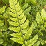 Polystichum luctuosum Feuille