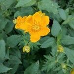 Trollius chinensisFlower