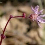Lithophragma glabrum 花