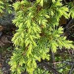 Juniperus communis Leaf