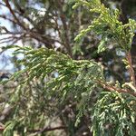 Juniperus flaccida Хабит