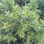 Searsia gueinzii Habit
