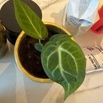Anthurium crystallinum Hoja