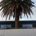 Phoenix canariensis Folha