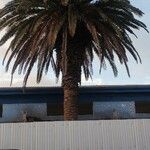 Phoenix canariensis List