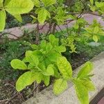 Exochorda racemosa 葉